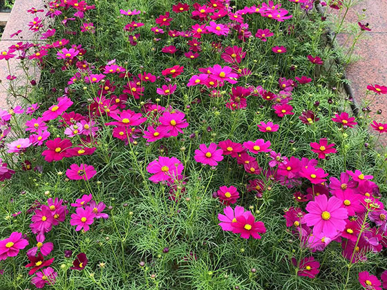 遵义塑料花|设计别墅花园绿化